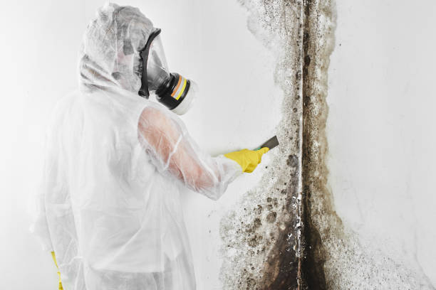 Best Emergency Mold Remediation in Milton, GA
