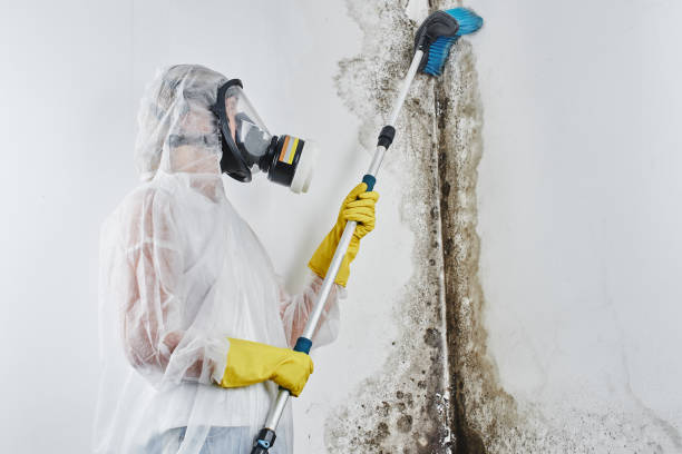 Best Black Mold Remediation in Milton, GA