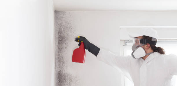 Best White Mold Remediation in Milton, GA