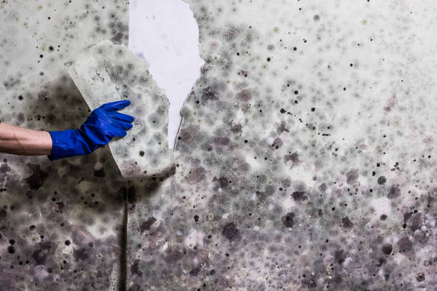 Best HVAC Mold Remediation in Milton, GA