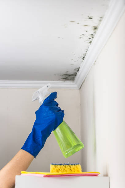 Best Residential Mold Remediation in Milton, GA